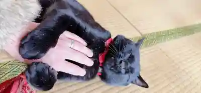 高司神社〜むすびの神の鎮まる社〜(福島県)