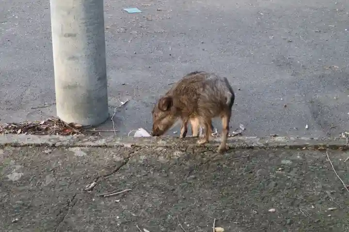 宇佐神宮の動物