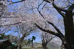 櫻井神社(新潟県)