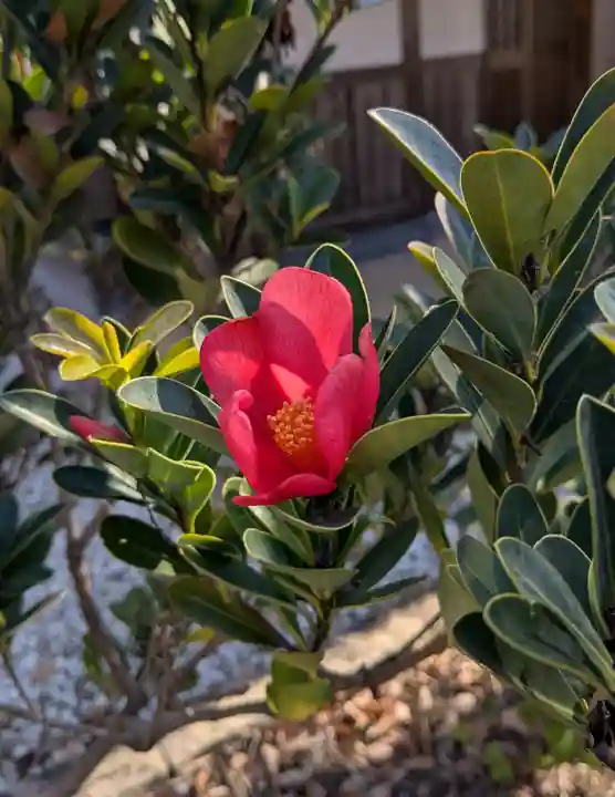 横浜 西方寺(神奈川県)