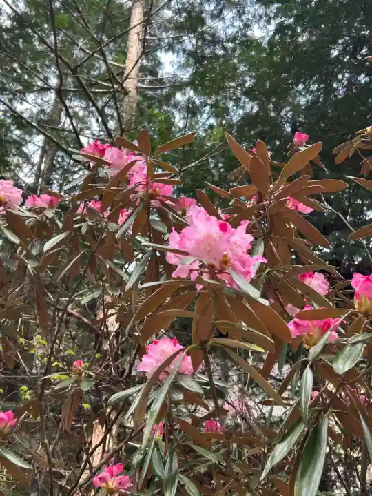 新海三社神社の{uncategorized: "未分類", other: "その他", undefined: "問題あり", building: "その他建物", grave: "お墓", sacred_gate: "鳥居", guardian: "狛犬", statue: "像", buddha: "仏像", history: "歴史", nature: "自然", garden: "庭園", animal: "動物", pagoda: "塔", temizu: "手水舎", mountain_gate: "山門・神門", sanctuary: "本殿・本堂", subordinate: "末社・摂社", art: "芸術", scenery: "景色", jizo: "地蔵", ema: "絵馬", goshuin: "御朱印", omikuji: "おみくじ", items: "授与品その他", amulet: "お守り", goshuincho: "御朱印帳", eats: "食事", festival: "お祭り", votive_dance: "神楽", shichigosan: "七五三参", wedding: "結婚式", experience: "体験その他", initially: "初詣", around: "周辺", anti_infection: "感染症対策"}