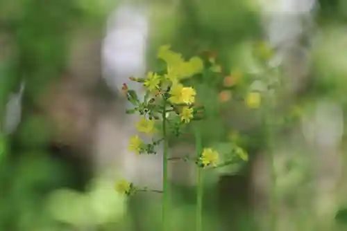 開成山大神宮の自然