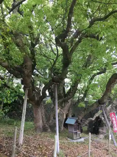 大智院（清水寺大智院）の自然