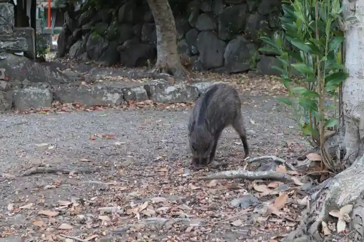 宇佐神宮の動物