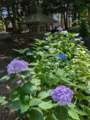 琴似神社(北海道)