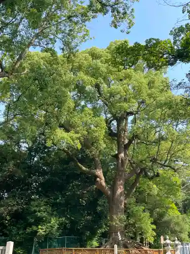 和泉國一之宮　大鳥大社の{uncategorized: "未分類", other: "その他", undefined: "問題あり", building: "その他建物", grave: "お墓", sacred_gate: "鳥居", guardian: "狛犬", statue: "像", buddha: "仏像", history: "歴史", nature: "自然", garden: "庭園", animal: "動物", pagoda: "塔", temizu: "手水舎", mountain_gate: "山門・神門", sanctuary: "本殿・本堂", subordinate: "末社・摂社", art: "芸術", scenery: "景色", jizo: "地蔵", ema: "絵馬", goshuin: "御朱印", omikuji: "おみくじ", items: "授与品その他", amulet: "お守り", goshuincho: "御朱印帳", eats: "食事", festival: "お祭り", votive_dance: "神楽", shichigosan: "七五三参", wedding: "結婚式", experience: "体験その他", initially: "初詣", around: "周辺", anti_infection: "感染症対策"}