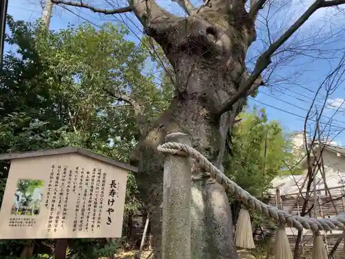 溝口神社の自然