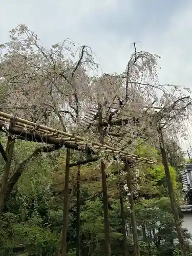 一條殿 新善光寺の自然