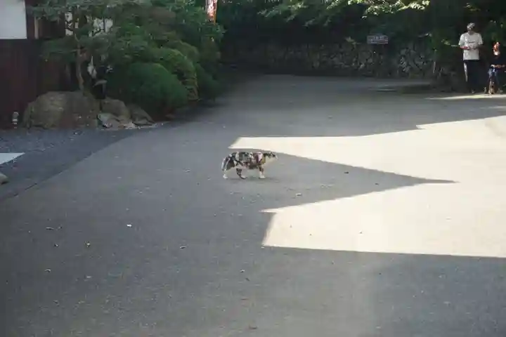 唐澤山神社の動物