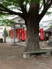 新町諏訪神社の自然