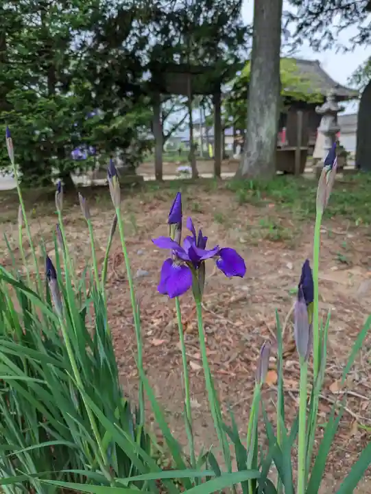 伏木香取神社(茨城県)