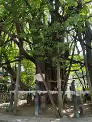 稲毛神社(神奈川県)