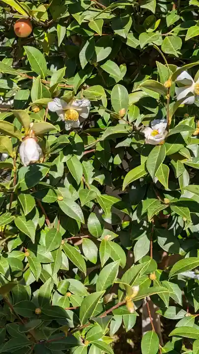 実光院(京都府)