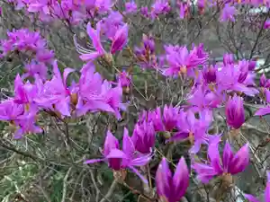 普門寺(切り絵御朱印発祥の寺)の自然(2021年03月03日(水) 20時28分29秒投稿)