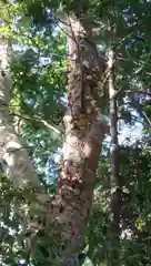 熱田神社の自然