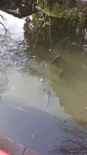 貫井神社の動物