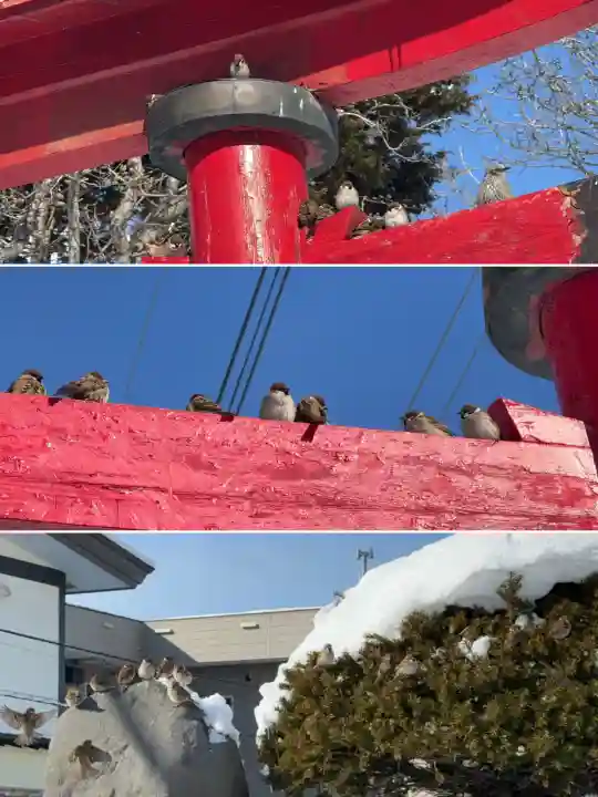 七重浜稲荷神社の{uncategorized: "未分類", other: "その他", undefined: "問題あり", building: "その他建物", grave: "お墓", sacred_gate: "鳥居", guardian: "狛犬", statue: "像", buddha: "仏像", history: "歴史", nature: "自然", garden: "庭園", animal: "動物", pagoda: "塔", temizu: "手水舎", mountain_gate: "山門・神門", sanctuary: "本殿・本堂", subordinate: "末社・摂社", art: "芸術", scenery: "景色", jizo: "地蔵", ema: "絵馬", goshuin: "御朱印", omikuji: "おみくじ", items: "授与品その他", amulet: "お守り", goshuincho: "御朱印帳", eats: "食事", festival: "お祭り", votive_dance: "神楽", shichigosan: "七五三参", wedding: "結婚式", experience: "体験その他", initially: "初詣", around: "周辺", anti_infection: "感染症対策"}