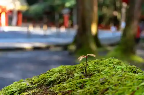 宇佐神宮(大分県)
