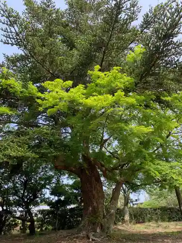 西福寺の庭園