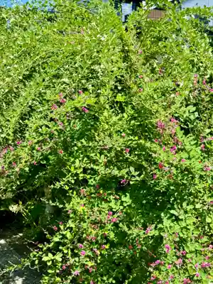 勝念寺（かましきさん）(京都府)