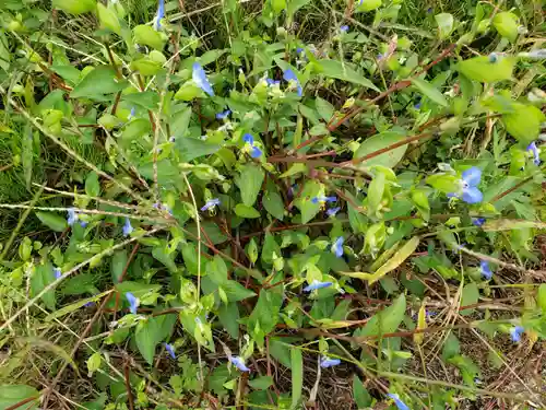 熊野神社の自然