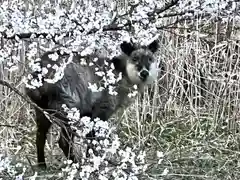 山家神社の動物