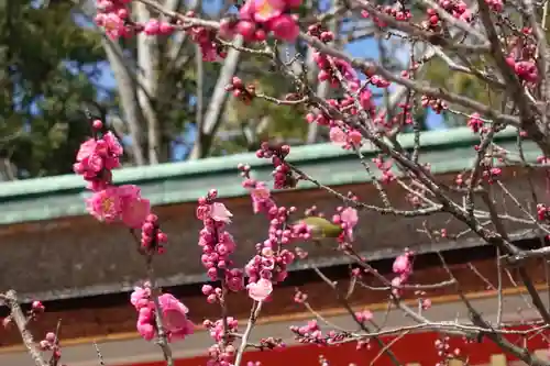 北野天満宮の自然