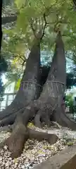 鳩ヶ谷氷川神社(埼玉県)