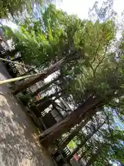 淺間神社（忍野八海）の自然