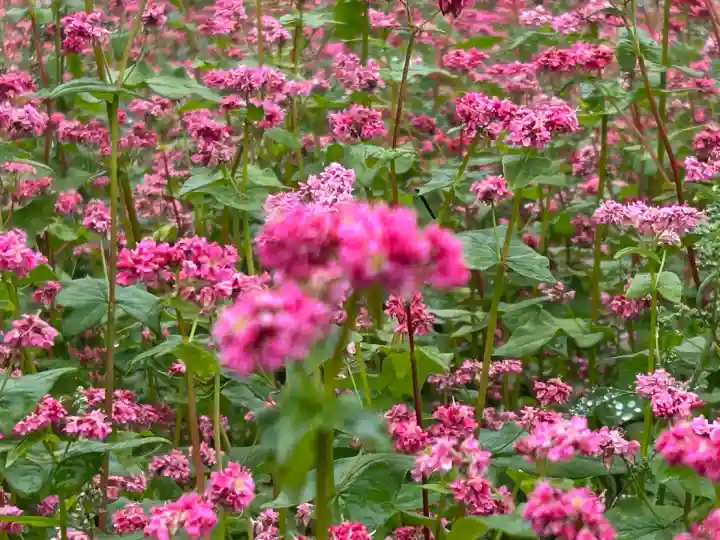 一宮神社(長野県)