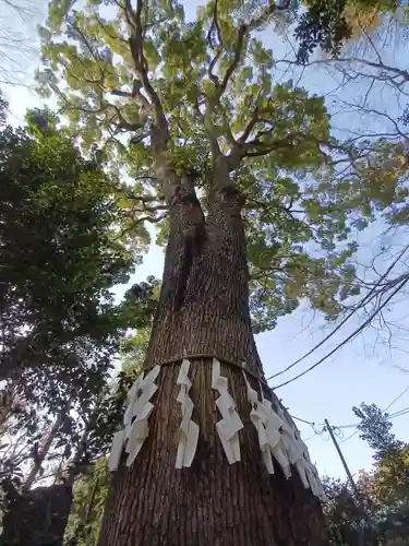 代々木八幡宮の自然