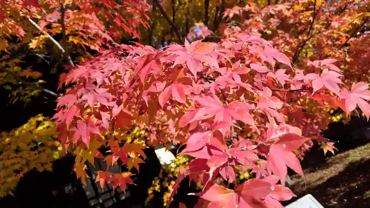 勝林寺(京都府)