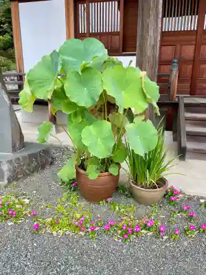 楊谷寺(神奈川県)