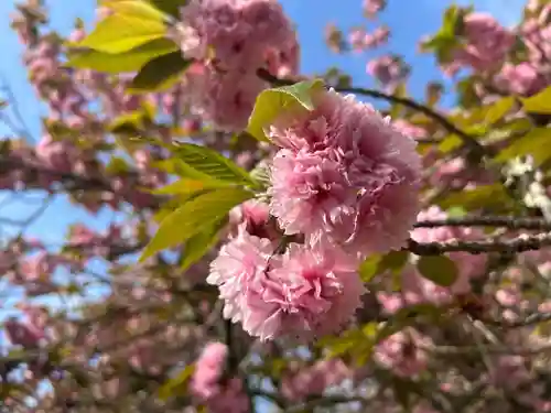 木舟山　順教寺(広島県)