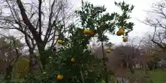 平野神社の自然