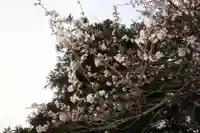 大國主神社の自然