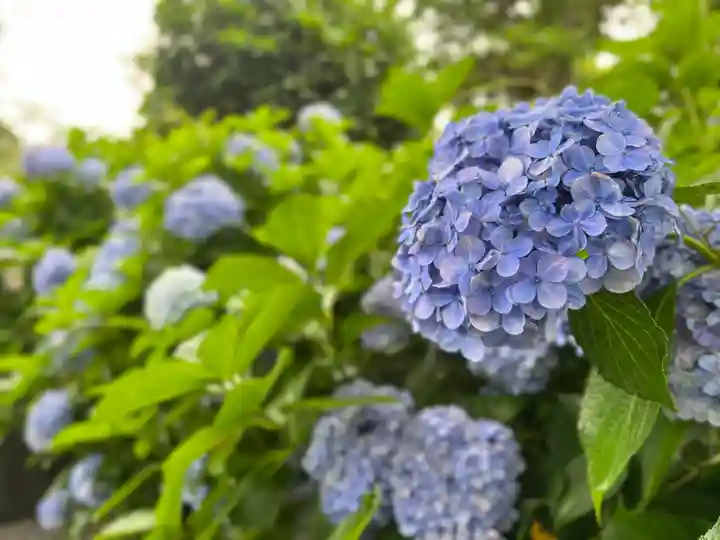 富士山本宮浅間大社の自然
