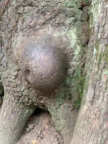 江田神社の自然
