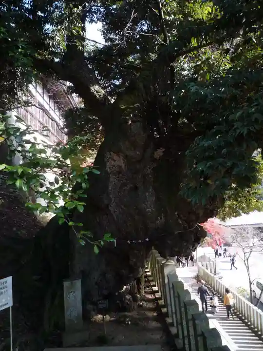 楽法寺(雨引観音)の自然