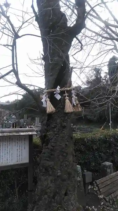 善福寺(長崎県)