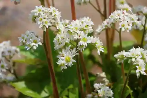 大鏑神社の庭園