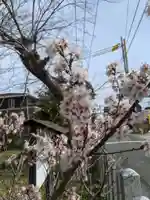 白髭神社の自然