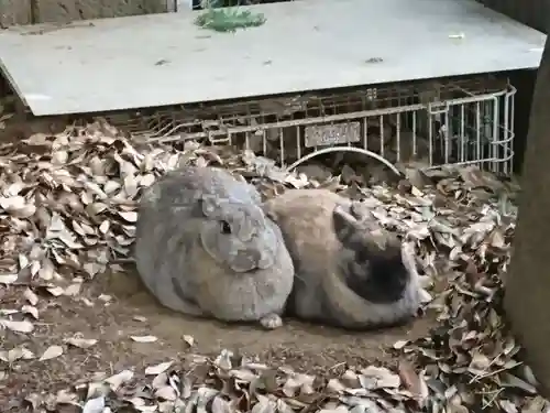 太子堂八幡神社の動物