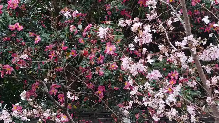 平野神社の自然