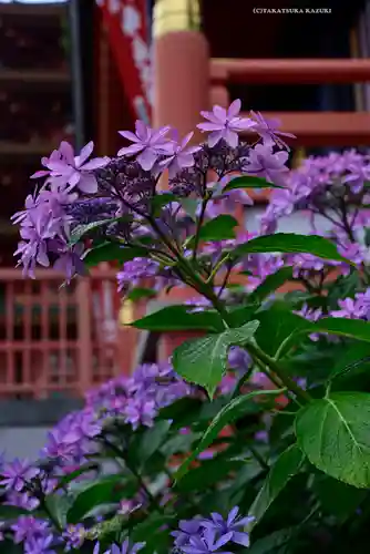 高幡不動尊　金剛寺(東京都)