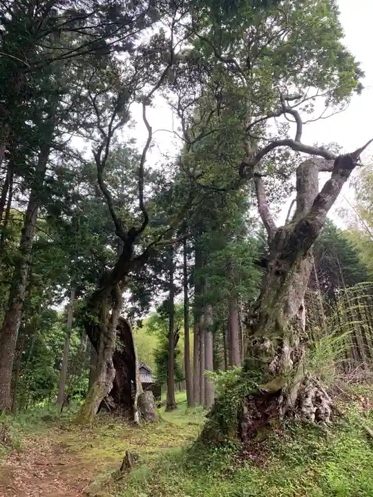 熊野神社の自然