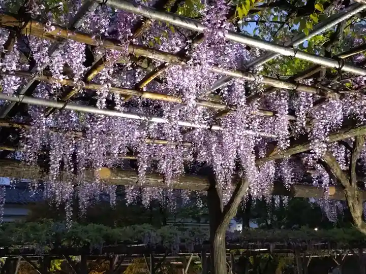 亀戸天神社(東京都)