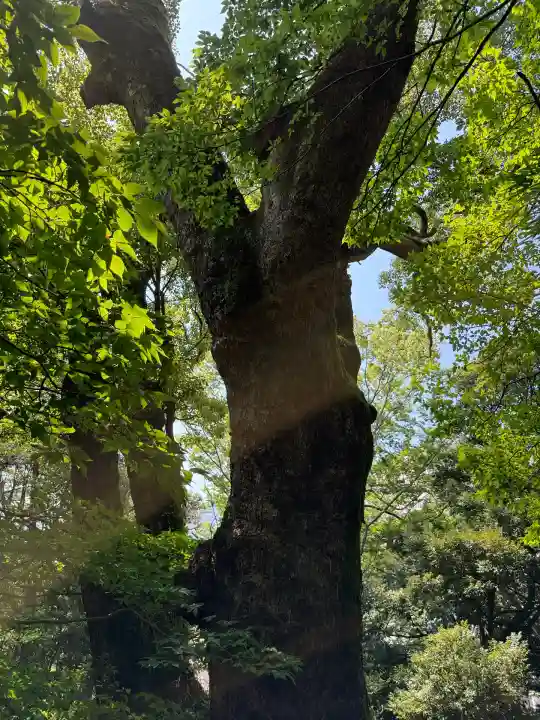 來宮神社(静岡県)