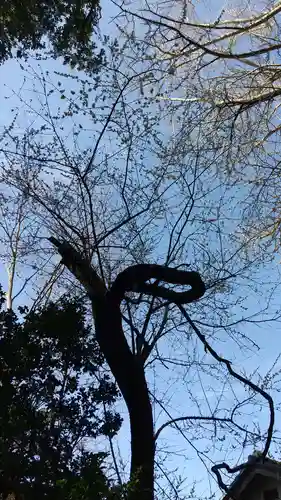 子安神社の自然