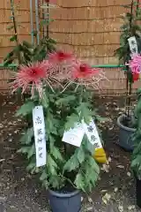 高麗神社の建物その他